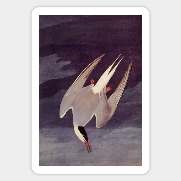 Arctic Tern Sticker by MasterpieceCafe